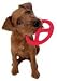 Kitchen & Housewares : Omega Paw Orbit Flying Disc Dog Toy