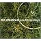 Singles of Mr.Children