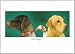 Bird Dogs Lab and GSP Birthday Card