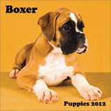 Boxer Puppies 16 Month 2012 Mini Wall Calendar