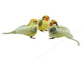 Accent Design Floral and Garden Accents Medium Bird Warbler Yellow/Orange 4 Feather