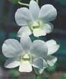 Dend. Emma Belle ' White'