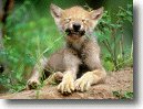 Wolves of the Wild Screen Saver and Wallpaper by Art Wolfe