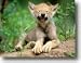 Software : Wolves of the Wild : Screen Saver & Wallpaper
