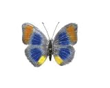 Agrias Butterfly Silver and Enamel Pin
