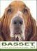 THE DOG Notecard Vol. 1 - Basset Hound