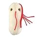 GIANTmicrobes 5"-7" Plush Salmonella (Salmonella Typhimurium) Microbe