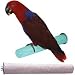 Penn-Plax Calcium Perch - X-Large