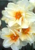 Double Narcissus Daffodil Bulb