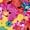 Coral Mix