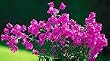 Purple Queen Bougainvillea One Gallon