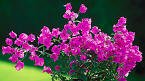 Purple Queen Bougainvillea One Gallon