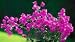 Purple Queen Bougainvillea One Gallon