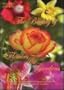 The Beauty of Flowers & Gardens