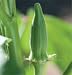 David's Organic Okra Clemson Spineless Perfection (Abelmoschus esculentus) 45 Seeds per Packet