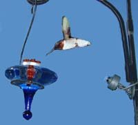 Hawk Eye Nature Cam