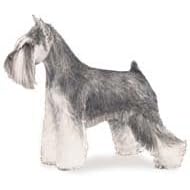 7.5cm x 5cm Acrylic Fridge Magnet-Miniature Schnauzer