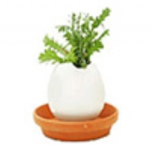 Egglings - Herbs (Spicy Red Pepper)