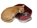 Neater Feeder for Cats
