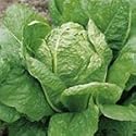 SUTTONS SEEDS: Lettuce Lobjoits Green Cos Seeds (1,300 seeds)