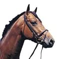 Chain browband, Oxford - gold