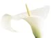 Calla On White Art Print Poster By Den Reader, 11.75  x 9.5 