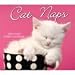 Cat Naps 2009 Desk Calendar