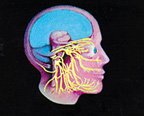 Human Body Systems: Nervous