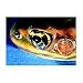 Frog/Earthworm Dissection