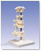 6 Mounted Vertebrae, atlas, axis, another cervical vertebra, two thoracic vertebrae with inter-vertebral discs and one lumbar vertebra