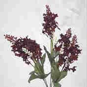 Lilac Bush-Burgandy