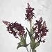 Lilac Bush-Burgandy