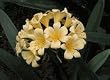 Yellow Clivia Two Gallon