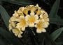 Yellow Clivia Two Gallon