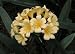 Yellow Clivia Two Gallon