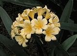 Yellow Clivia Two Gallon