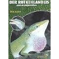 Der Rotkehlanolis: Anolis carolinensis