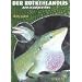 Der Rotkehlanolis: Anolis carolinensis