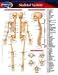 Book Skeletal System (Life Sciences)