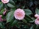 Camellia Debutante Topiary