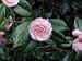 Camellia Debutante Topiary