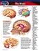 Book Brain (Life Sciences)