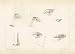 Drawing Studies by Alan Metz. ART PRINT Canvas Rolled.. 20.00 inches width by 14.00 inches height. Highest Quality Art Poster Print