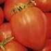Organic Amish Paste Tomato - 50 Seeds - Heirloom