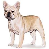 7.5cm x 5cm Acrylic Fridge Magnet-French Bulldog