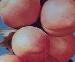 Tilton Apricot Five Gallon