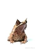 Malaysian Leaf Frog Education Photographic Poster Print by Alfeus Liman, 8x10