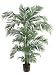 6' Kentia Palm