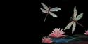 AIRBRUSHED LICENSE PLATES -DRAGONFLIES - #1667