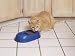 Kitchen & Housewares : Doskocil #23056 HW Double Diner Pet Dish